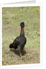 Crested Guan (Penelope purpurascens) by Anonymous