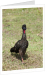 Crested Guan (Penelope purpurascens) by Anonymous
