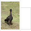 Crested Guan (Penelope purpurascens) by Anonymous