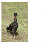 Crested Guan (Penelope purpurascens) by Anonymous