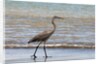 Great blue heron (Ardea herodias) by Anonymous