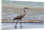 Great blue heron (Ardea herodias) by Anonymous