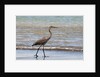 Great blue heron (Ardea herodias) by Anonymous