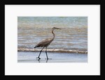 Great blue heron (Ardea herodias) by Anonymous