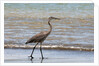 Great blue heron (Ardea herodias) by Anonymous