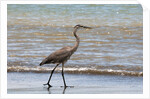 Great blue heron (Ardea herodias) by Anonymous