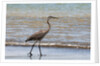 Great blue heron (Ardea herodias) by Anonymous