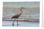 Great blue heron (Ardea herodias) by Anonymous