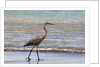 Great blue heron (Ardea herodias) by Anonymous