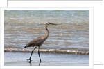 Great blue heron (Ardea herodias) by Anonymous