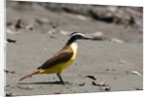 Great kiskadee (Pitangus sulphuratus) by Anonymous
