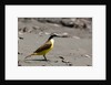 Great kiskadee (Pitangus sulphuratus) by Anonymous