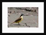 Great kiskadee (Pitangus sulphuratus) by Anonymous