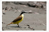 Great kiskadee (Pitangus sulphuratus) by Anonymous