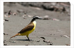 Great kiskadee (Pitangus sulphuratus) by Anonymous