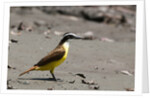 Great kiskadee (Pitangus sulphuratus) by Anonymous