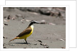 Great kiskadee (Pitangus sulphuratus) by Anonymous