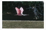 Roseate Spoonbill (Platalea ajaja) by Anonymous