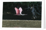 Roseate Spoonbill (Platalea ajaja) by Anonymous