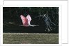 Roseate Spoonbill (Platalea ajaja) by Anonymous