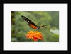 Tiger Longwing butterfly (Heliconius hecale zuleika) by Anonymous
