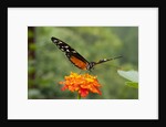 Tiger Longwing butterfly (Heliconius hecale zuleika) by Anonymous