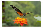 Tiger Longwing butterfly (Heliconius hecale zuleika) by Anonymous