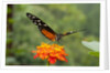 Tiger Longwing butterfly (Heliconius hecale zuleika) by Anonymous