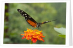 Tiger Longwing butterfly (Heliconius hecale zuleika) by Anonymous