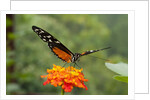 Tiger Longwing butterfly (Heliconius hecale zuleika) by Anonymous