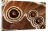 Ocelli of Peleides Blue Morpho (Morpho peleides limpida) by Anonymous