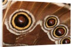 Ocelli of Peleides Blue Morpho (Morpho peleides limpida) by Anonymous