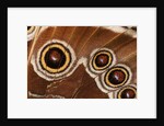 Ocelli of Peleides Blue Morpho (Morpho peleides limpida) by Anonymous