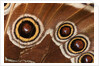 Ocelli of Peleides Blue Morpho (Morpho peleides limpida) by Anonymous