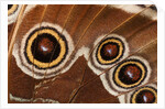 Ocelli of Peleides Blue Morpho (Morpho peleides limpida) by Anonymous