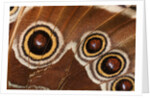 Ocelli of Peleides Blue Morpho (Morpho peleides limpida) by Anonymous