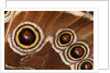 Ocelli of Peleides Blue Morpho (Morpho peleides limpida) by Anonymous