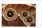 Ocelli of Peleides Blue Morpho (Morpho peleides limpida) by Anonymous