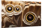 Ocelli of Peleides Blue Morpho (Morpho peleides limpida) by Anonymous