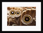 Ocelli of Peleides Blue Morpho (Morpho peleides limpida) by Anonymous