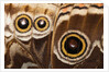 Ocelli of Peleides Blue Morpho (Morpho peleides limpida) by Anonymous