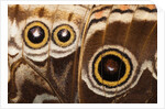 Ocelli of Peleides Blue Morpho (Morpho peleides limpida) by Anonymous