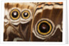 Ocelli of Peleides Blue Morpho (Morpho peleides limpida) by Anonymous