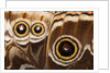 Ocelli of Peleides Blue Morpho (Morpho peleides limpida) by Anonymous