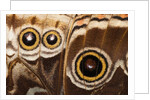 Ocelli of Peleides Blue Morpho (Morpho peleides limpida) by Anonymous