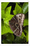 Peleides Blue Morpho (Morpho peleides limpida) by Anonymous
