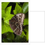 Peleides Blue Morpho (Morpho peleides limpida) by Anonymous