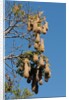 Oropendola nests hanging from tree by Anonymous