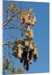 Oropendola nests hanging from tree by Anonymous