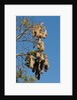 Oropendola nests hanging from tree by Anonymous